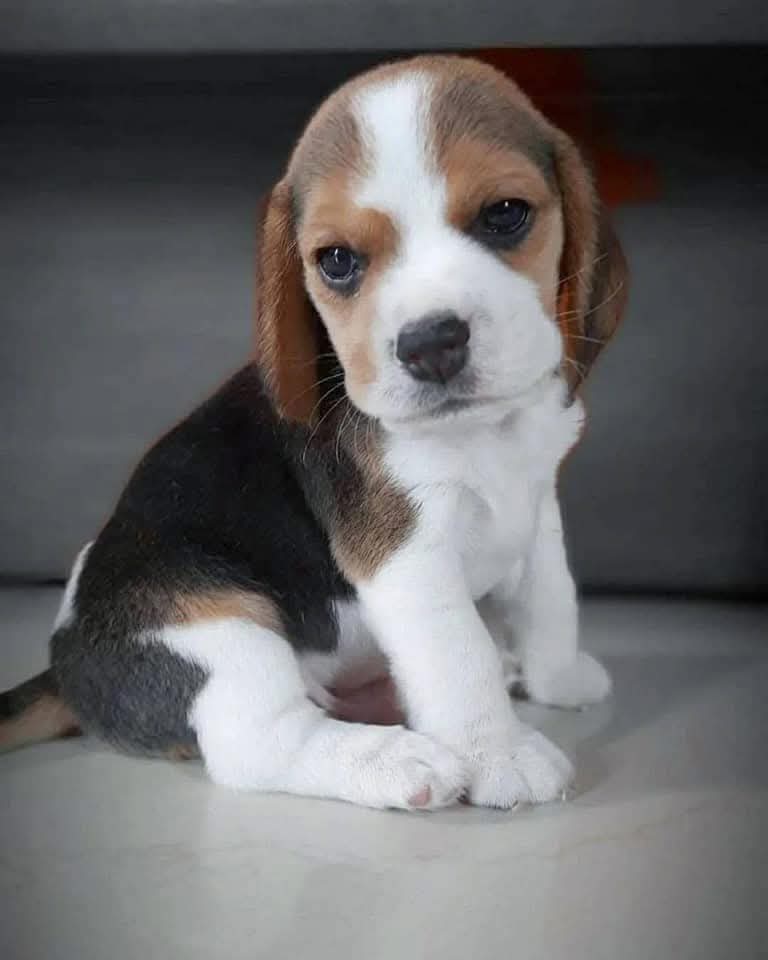 Beagle | FancyPaws | Buy Dogs Online Delhi NCR | Puppies Buy Delhi NCR