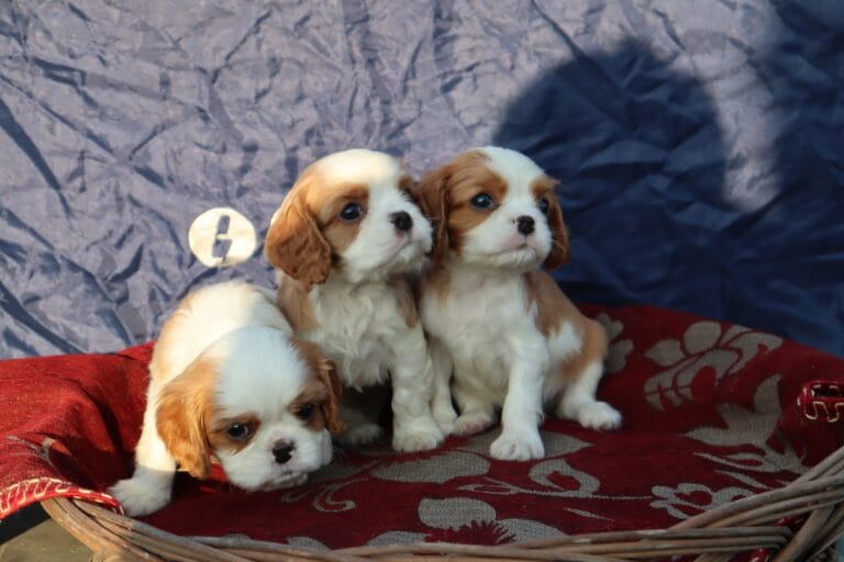 Cavalier Charles Spaniel | FancyPaws | Buy Dogs Online Delhi NCR | Puppies Buy Delhi NCR
