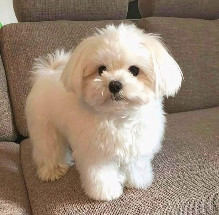 Maltese | FancyPaws | Buy Dogs Online Delhi NCR | Puppies Buy Delhi NCR