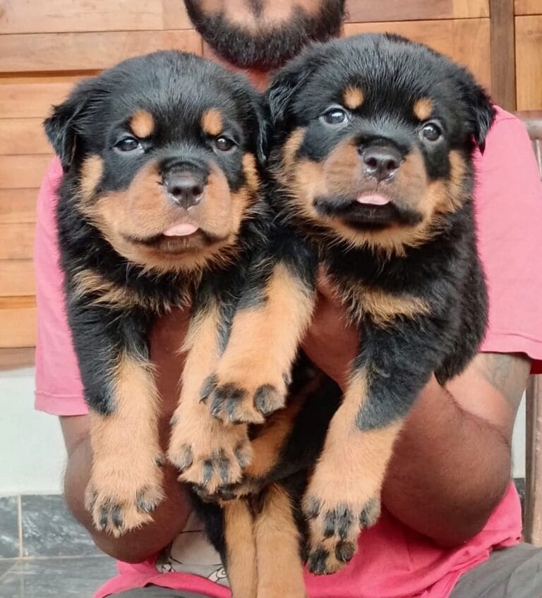 Rottweiler| FancyPaws | Buy Dogs Online Delhi NCR | Puppies Buy Delhi NCR