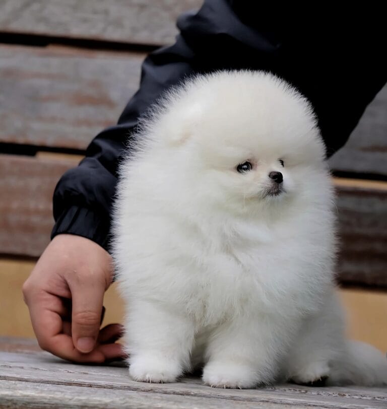 ToyPom | FancyPaws | Buy Dogs Online Delhi NCR | Puppies Buy Delhi NCR