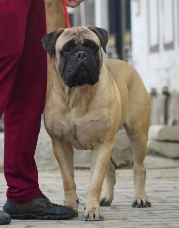 Bull-Mastif.jpg