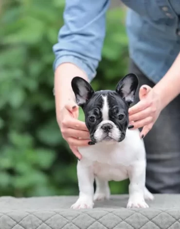 FrenchBullDog.jpg