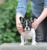FrenchBullDog.jpg