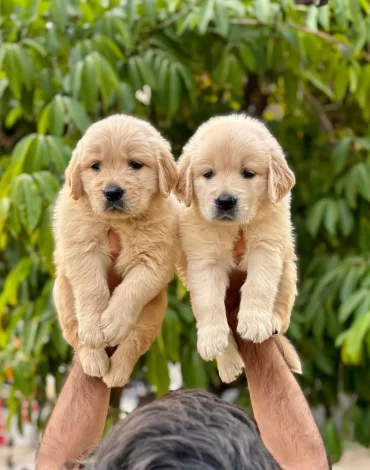 Golden-Retriever.jpg