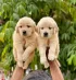 Golden-Retriever.jpg
