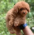 Poodle 3