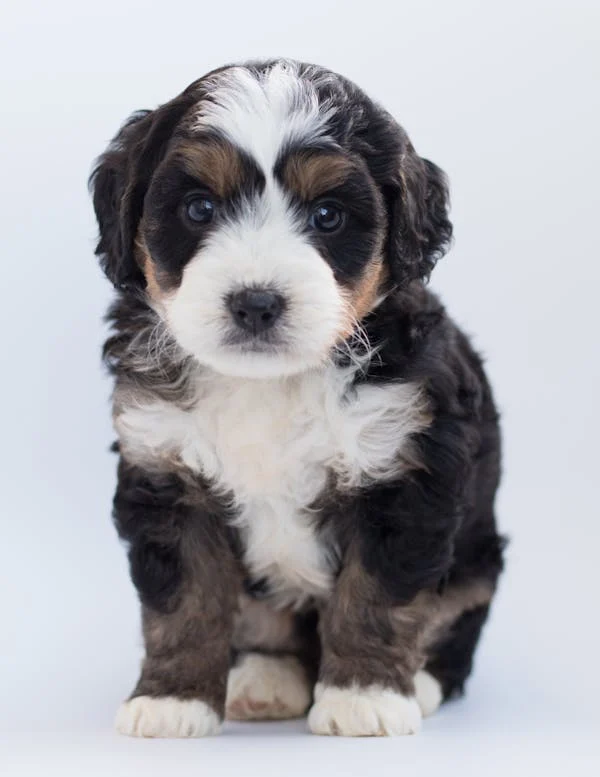 Poodle-Pup