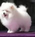 Toy-Pom Puppies 6