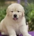 golden-retriever